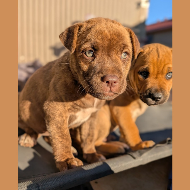 Photo of Duchess