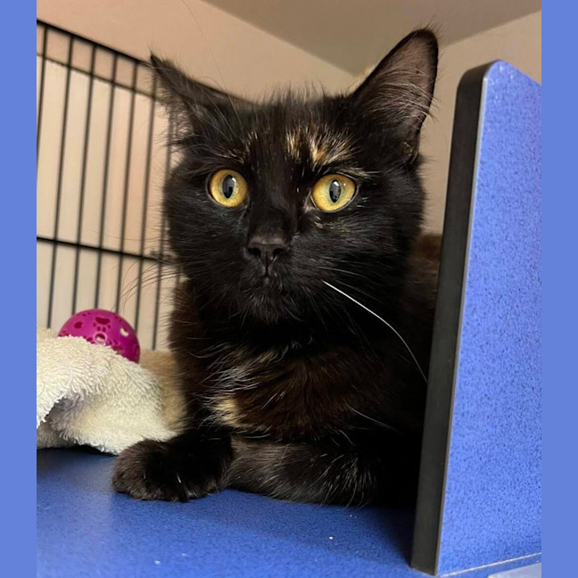 Photo of Tawny