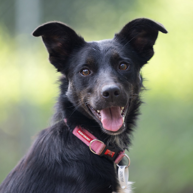 Photo of Bella