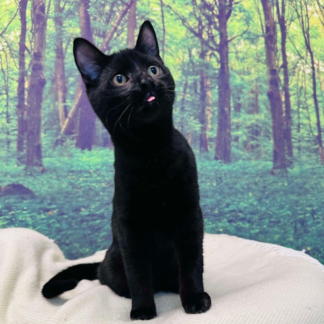 Photo of Eclipse   Located In Preston