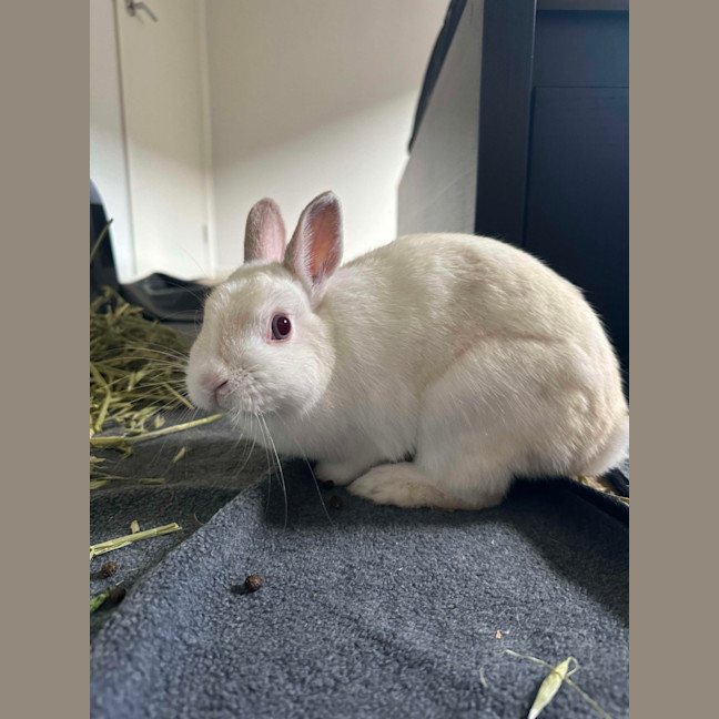 Photo of Anna Bella & Calyspo