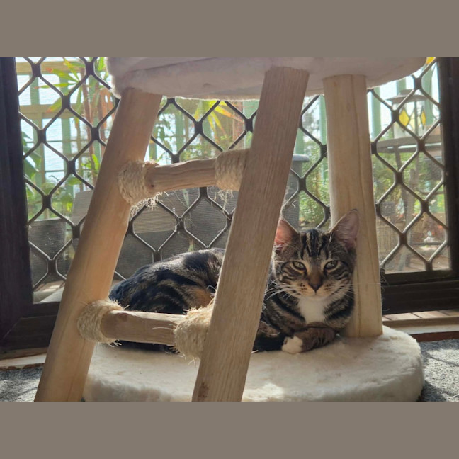 Photo of Banjo