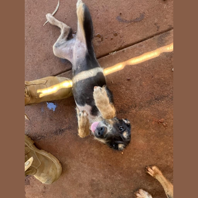 Photo of Heddie (Bonnie)