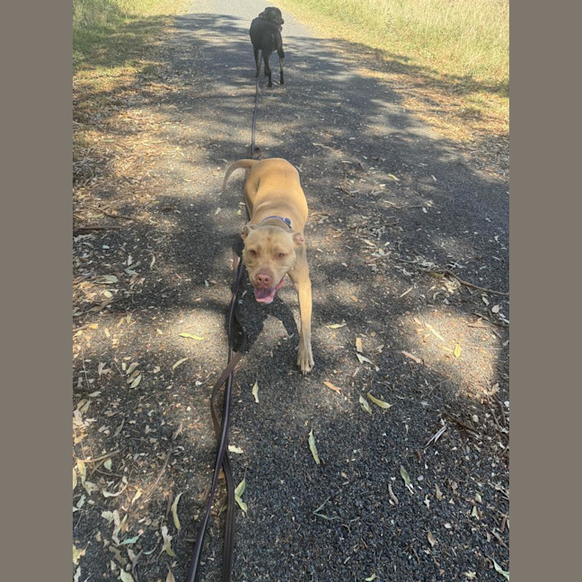 Photo of Nala