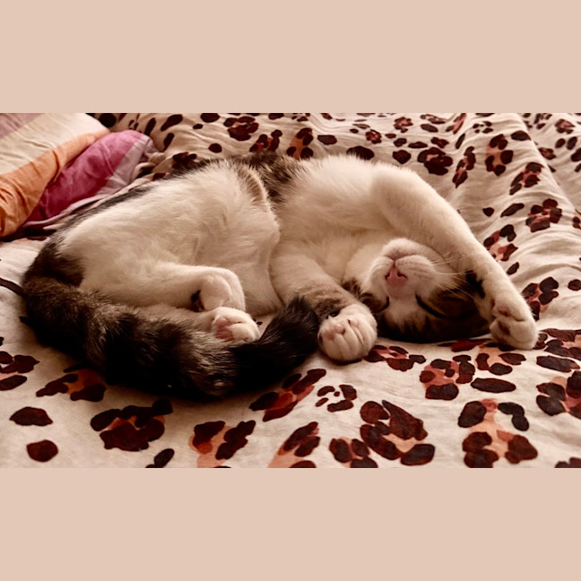 Photo of Coco