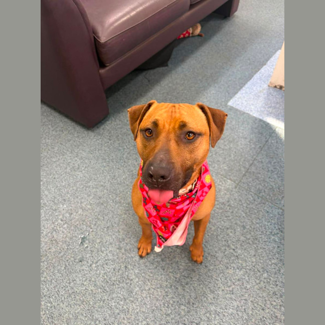 Photo of Honey