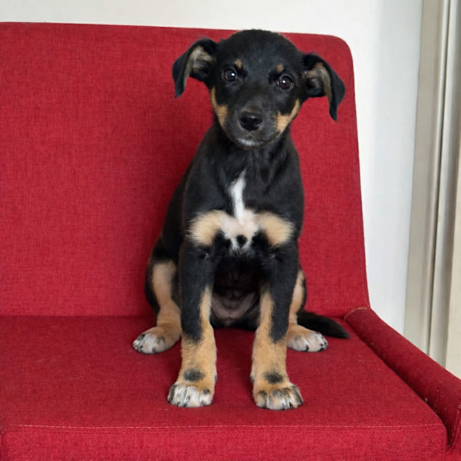 Photo of Layla
