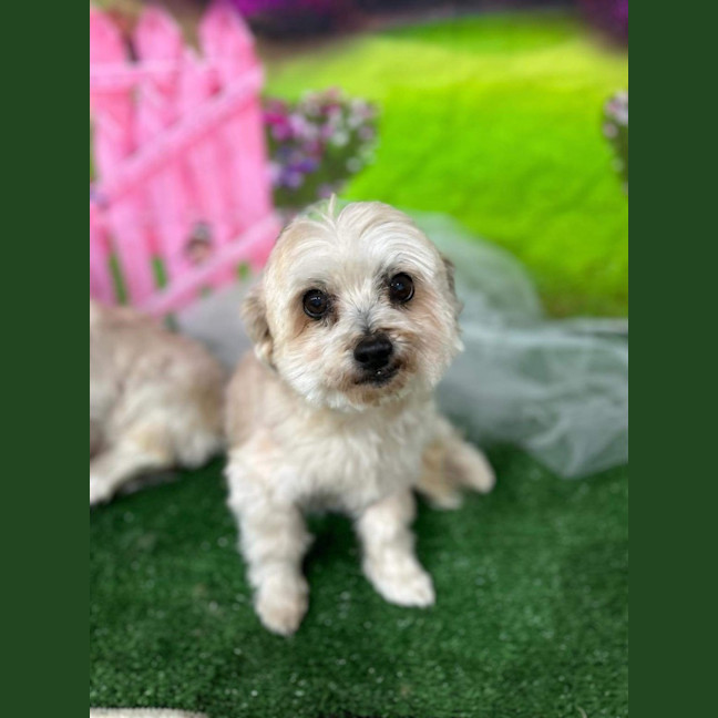 Photo of Bianca / Stella