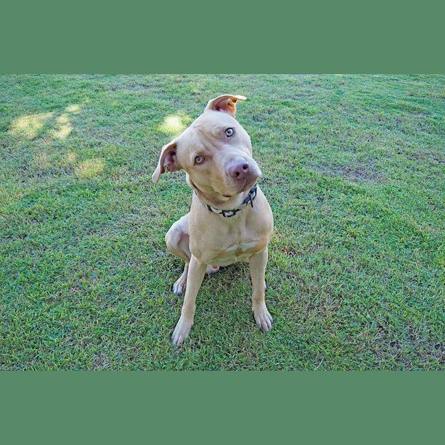 Photo of Scrappy