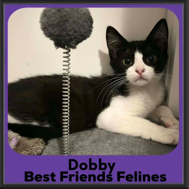 Photo of Dobby