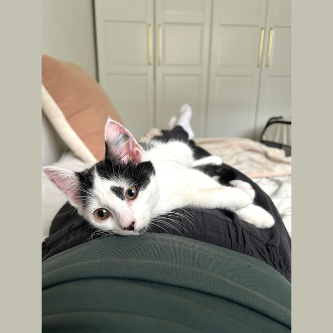 Photo of Pebbles 