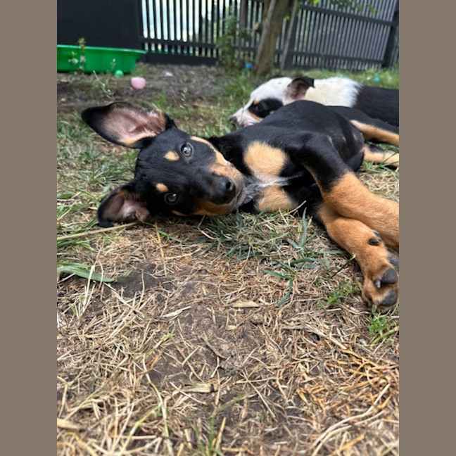 Photo of Queens Gambit