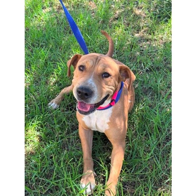 Photo of Sage *$350 Adoption Fee*