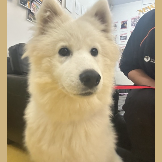 Photo of Sunny