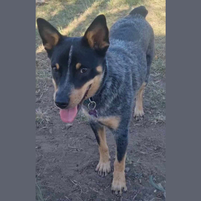 Photo of Sapphire