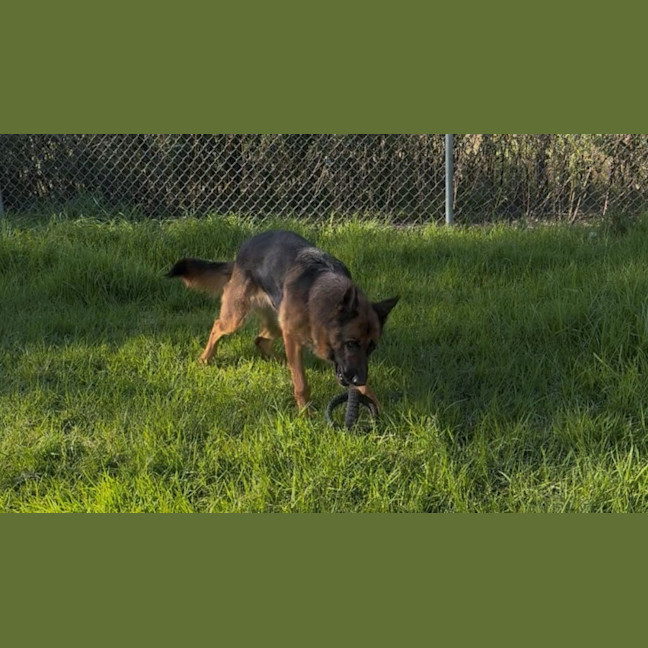 Photo of Shadow