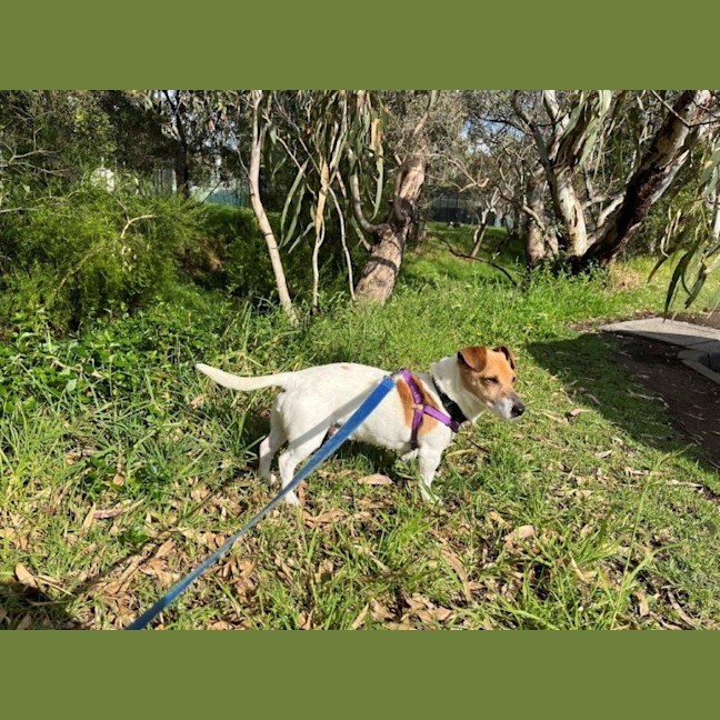 Photo of Rusty Kumara