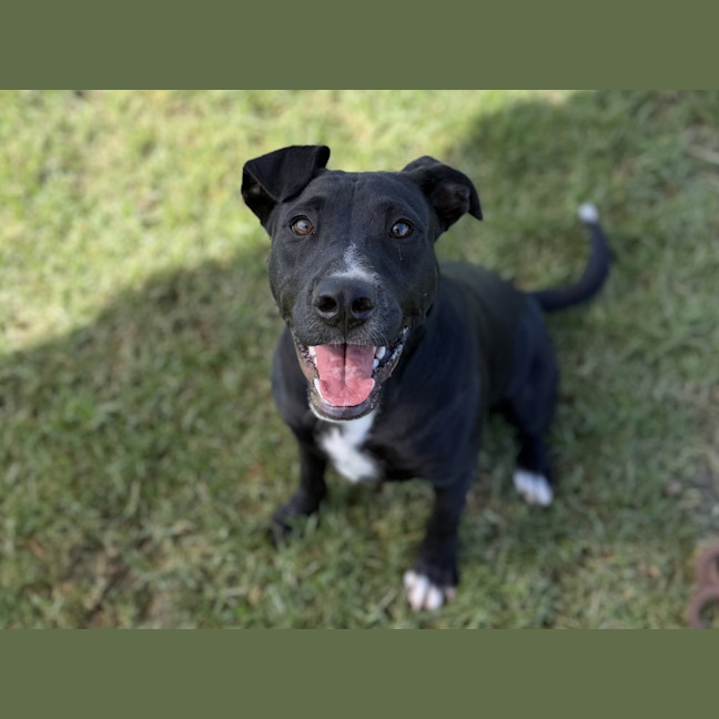 Photo of Missy Imp 338