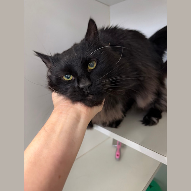 Photo of Percival