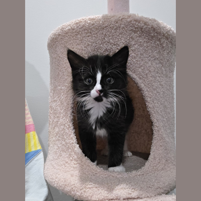 Photo of Stormy