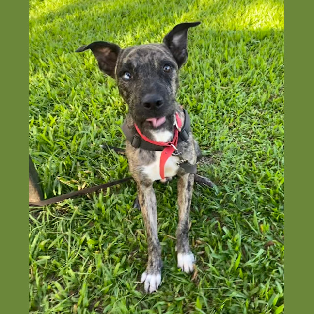 Photo of Bodhi Zephyr 