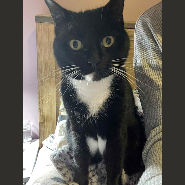 Photo of Hershey   Located In Bentleigh East