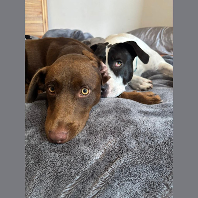 Photo of Bear   1 Year Old Labrador X Kelpie 