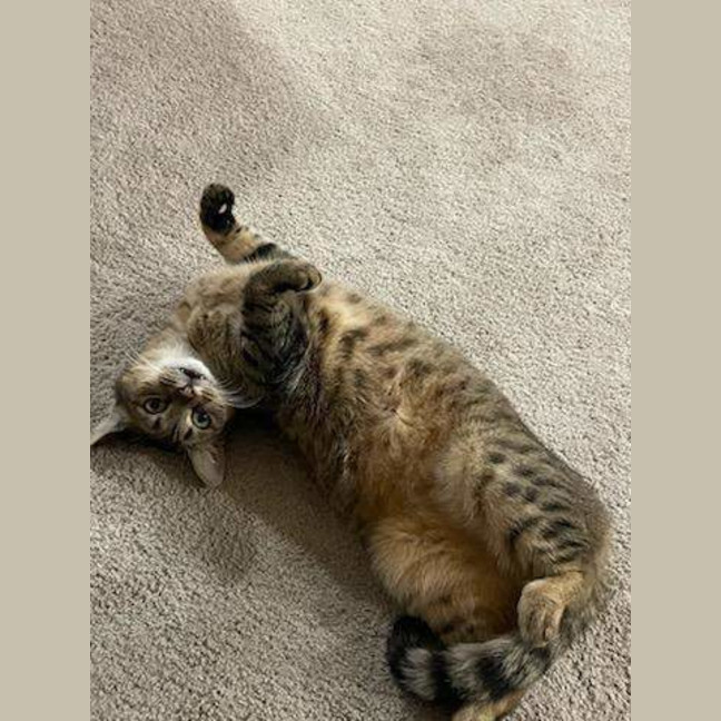 Photo of Nugget