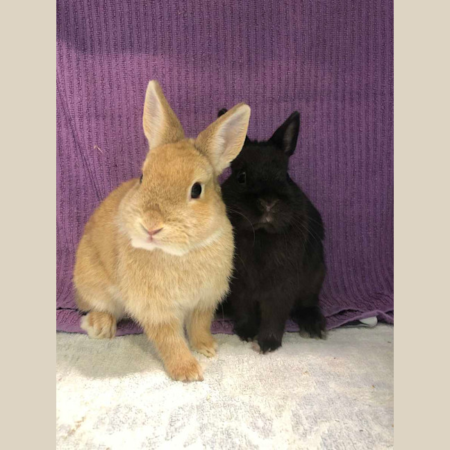 Photo of Kloe & Grim