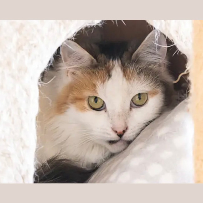 Photo of 💛Cassie💛