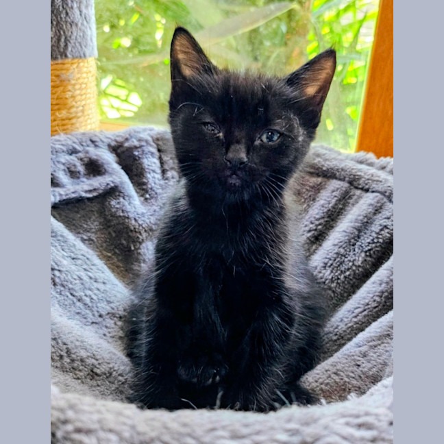 Photo of Bert Meet Me@Petstock Keysborough Store