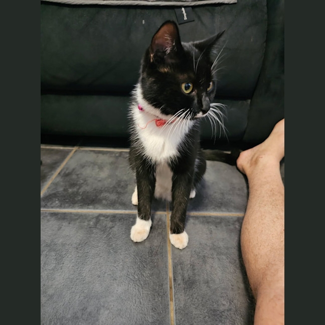 Photo of Pussycat