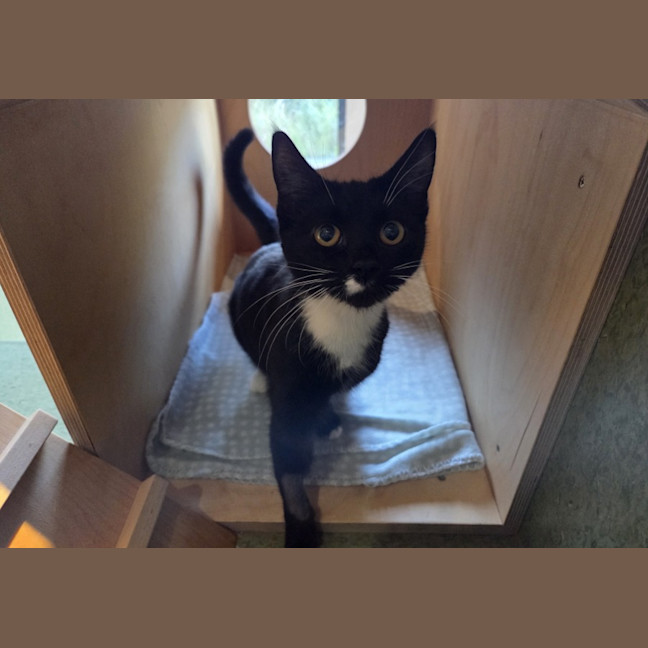 Photo of Okra Imp 1264