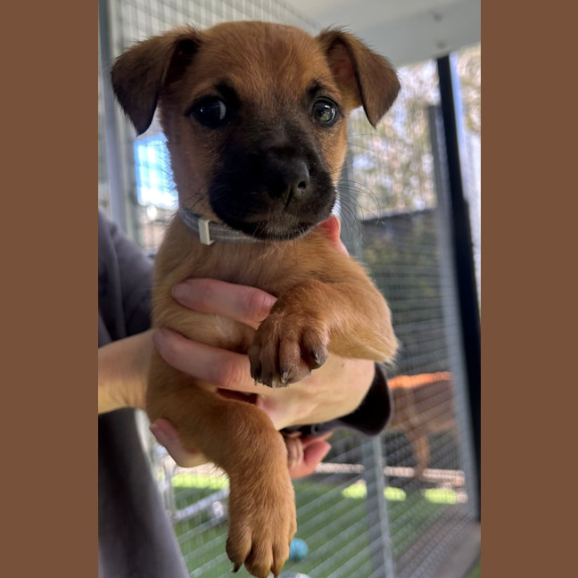 Photo of D1164 Dorey