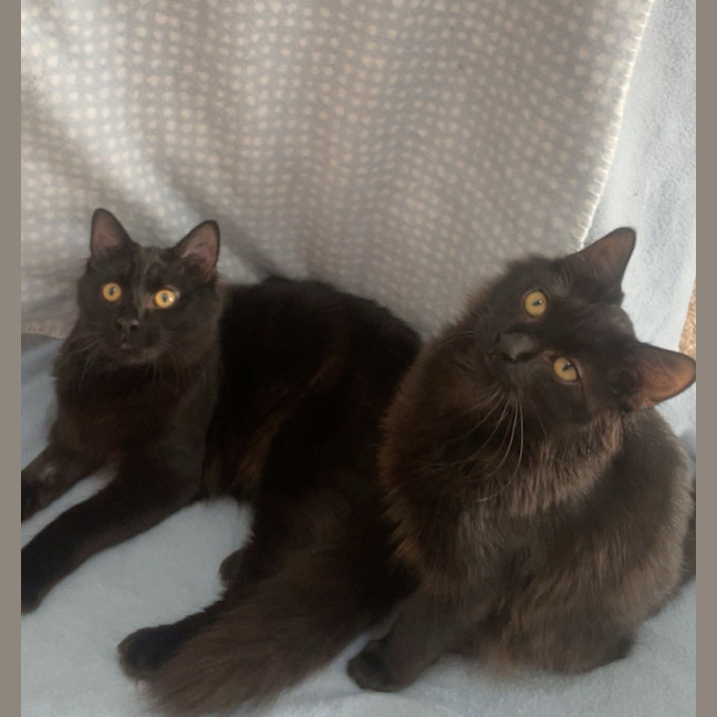 Photo of Wilson (And House)