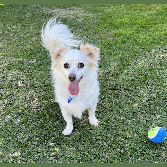 Photo of Jasper And Buttons💖(Buttons On Trial 28/7/24)