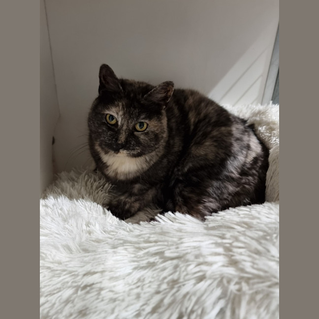 Photo of Dolly