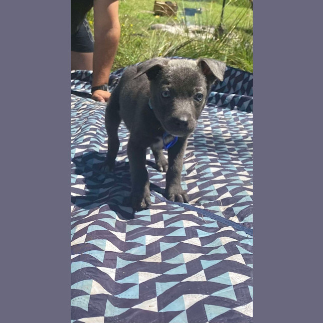 Photo of Salt   8 Week Old Kelpie X (Hold)