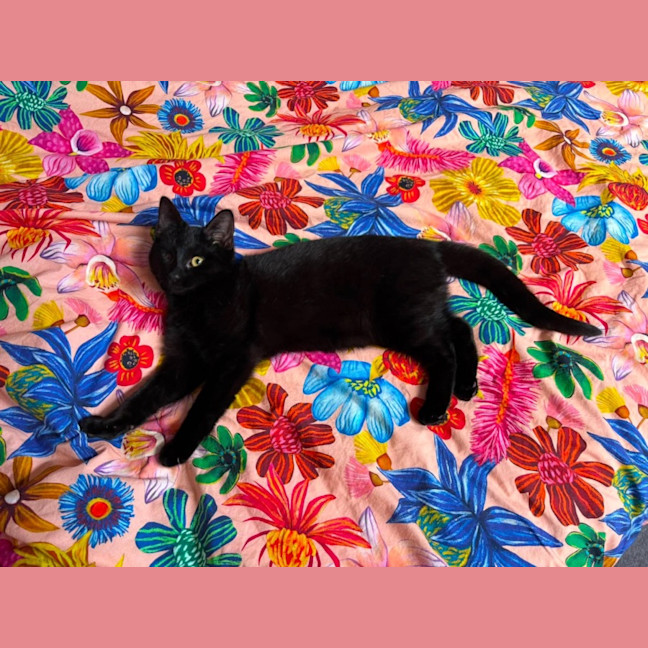 Photo of Anima 