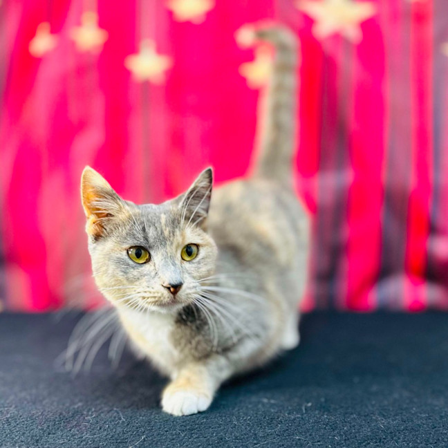 Photo of Willow (Located In Preston) 