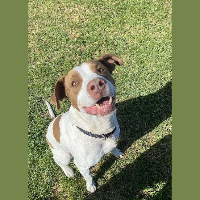 Photo of Bruno