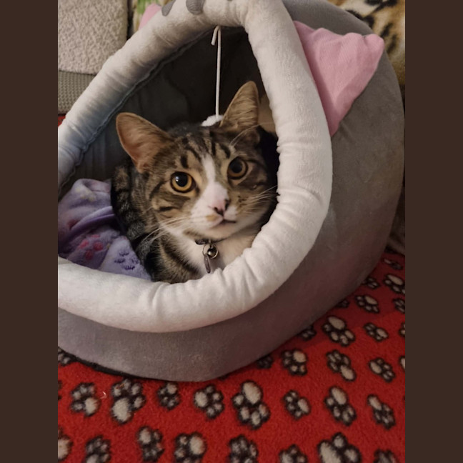 Photo of Chip