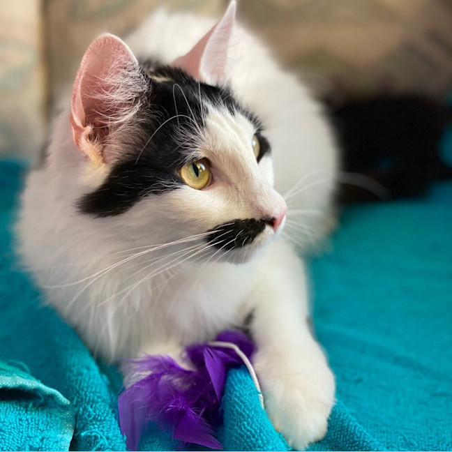 Photo of Kismet