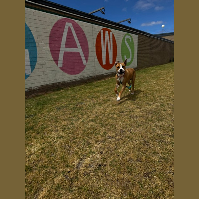 Photo of Tiger (68291)