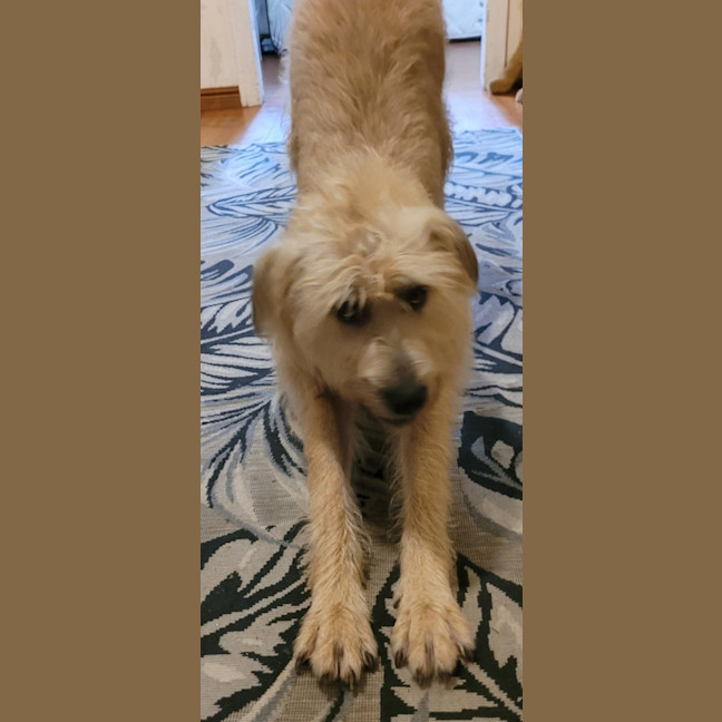 Photo of Lady