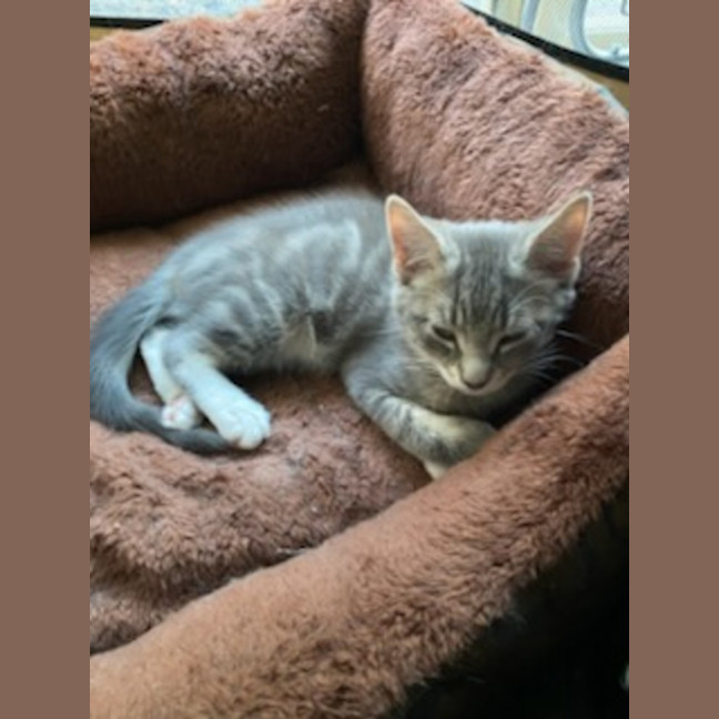 Photo of Ranger *9 Lives Project Rescue*