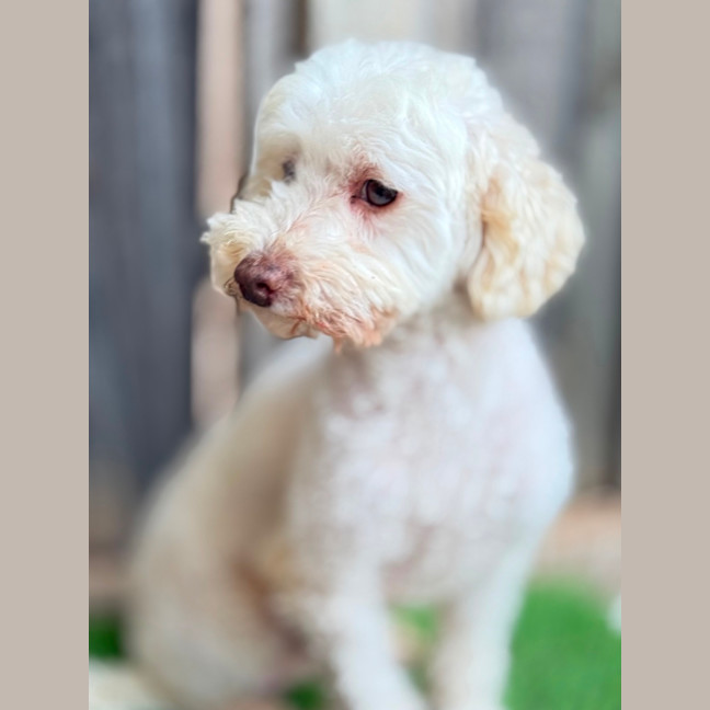 Photo of Westie