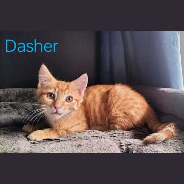 Photo of Dasher