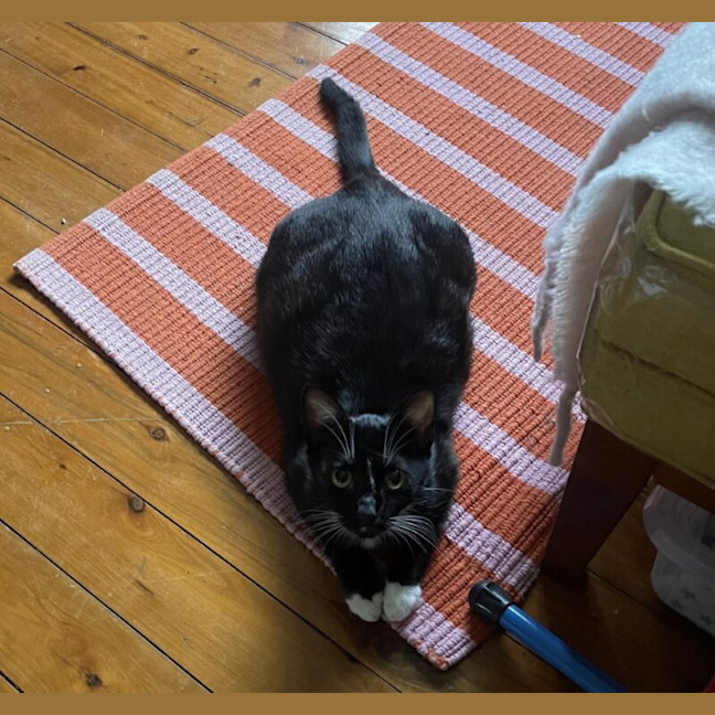 Photo of Mila Meowsavich