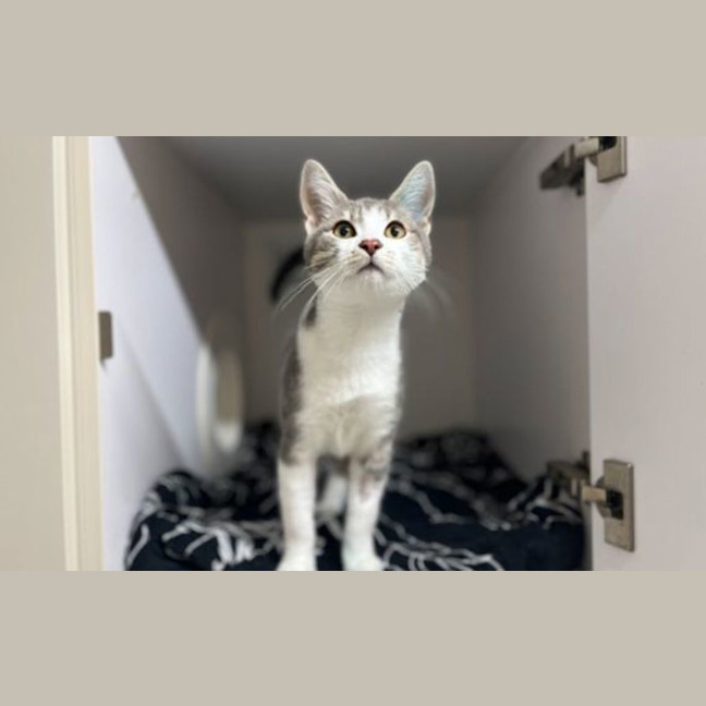 Photo of Atlas